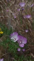 Clarkia cylindrica