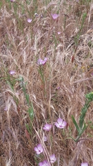 Clarkia cylindrica