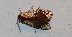 Dudgeonea leucosticta