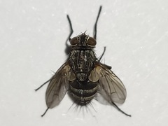 Admontia tarsalis