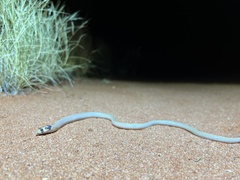 Pygopus nigriceps