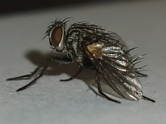 Admontia tarsalis