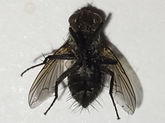 Admontia tarsalis