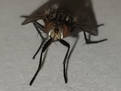 Admontia tarsalis