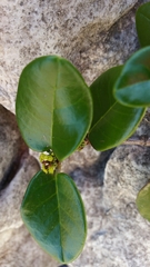 Peponidium