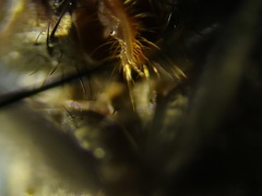 Admontia tarsalis