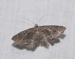 Chrysolarentia squamulata