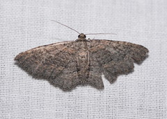 Chrysolarentia squamulata