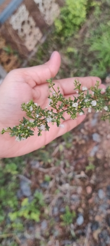 Scoparia dulcis iNat (3)