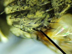 Admontia tarsalis