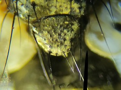 Admontia tarsalis
