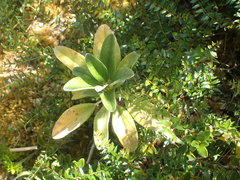 Brachyglottis revoluta