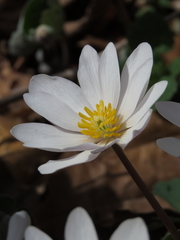 Sanguinaria