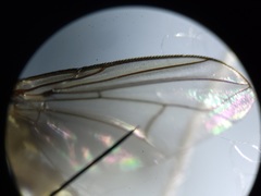 Admontia tarsalis