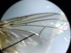 Admontia tarsalis