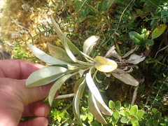 Brachyglottis revoluta