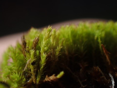 Pseudocrossidium hornschuchianum