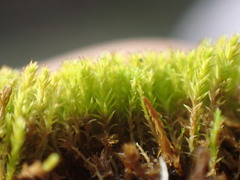 Pseudocrossidium hornschuchianum