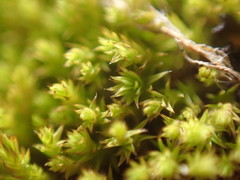 Pseudocrossidium hornschuchianum