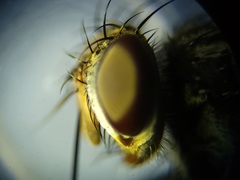 Admontia tarsalis