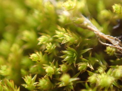 Pseudocrossidium hornschuchianum