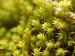 Pseudocrossidium hornschuchianum