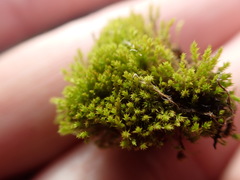 Pseudocrossidium hornschuchianum