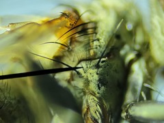 Admontia tarsalis