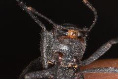 Craniotus pubescens