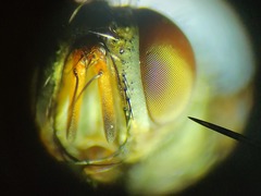 Admontia tarsalis