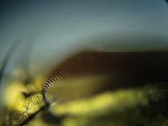 Admontia tarsalis