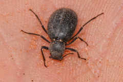 Craniotus pubescens
