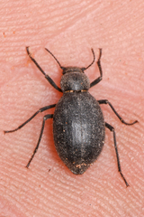 Craniotus pubescens