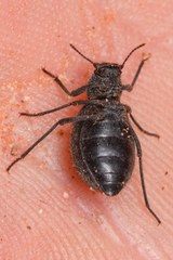 Craniotus pubescens