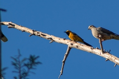 Icterus cucullatus