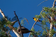 Icterus cucullatus