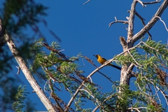 Icterus cucullatus