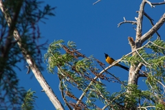 Icterus cucullatus