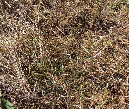 Image of Astragalus distortus by (c) John Michael, some rights reserved (CC BY)