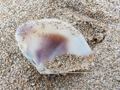 Austromactra contraria