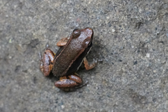 Silverstoneia flotator