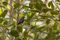 Leucolia violiceps