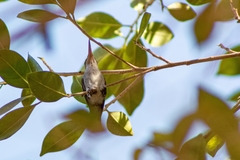 Leucolia violiceps