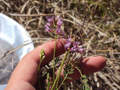 Image of Astragalus distortus by (c) John Michael, some rights reserved (CC BY)