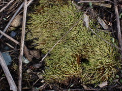 Scleropodium cespitans