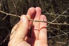 Crataegus brachyacantha