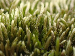 Scleropodium cespitans