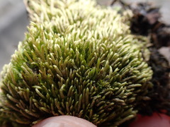 Scleropodium cespitans