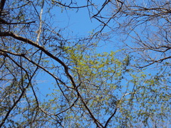 Crataegus brachyacantha