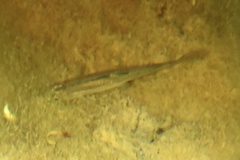 Hesperoleucus symmetricus